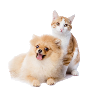 a kitten and a doggy